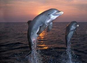 Bilingual summer kamp njemačkog jezika u Savudriji 6